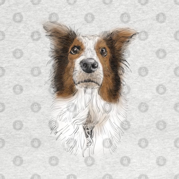 Australian Shepard, Aussie by russodesign